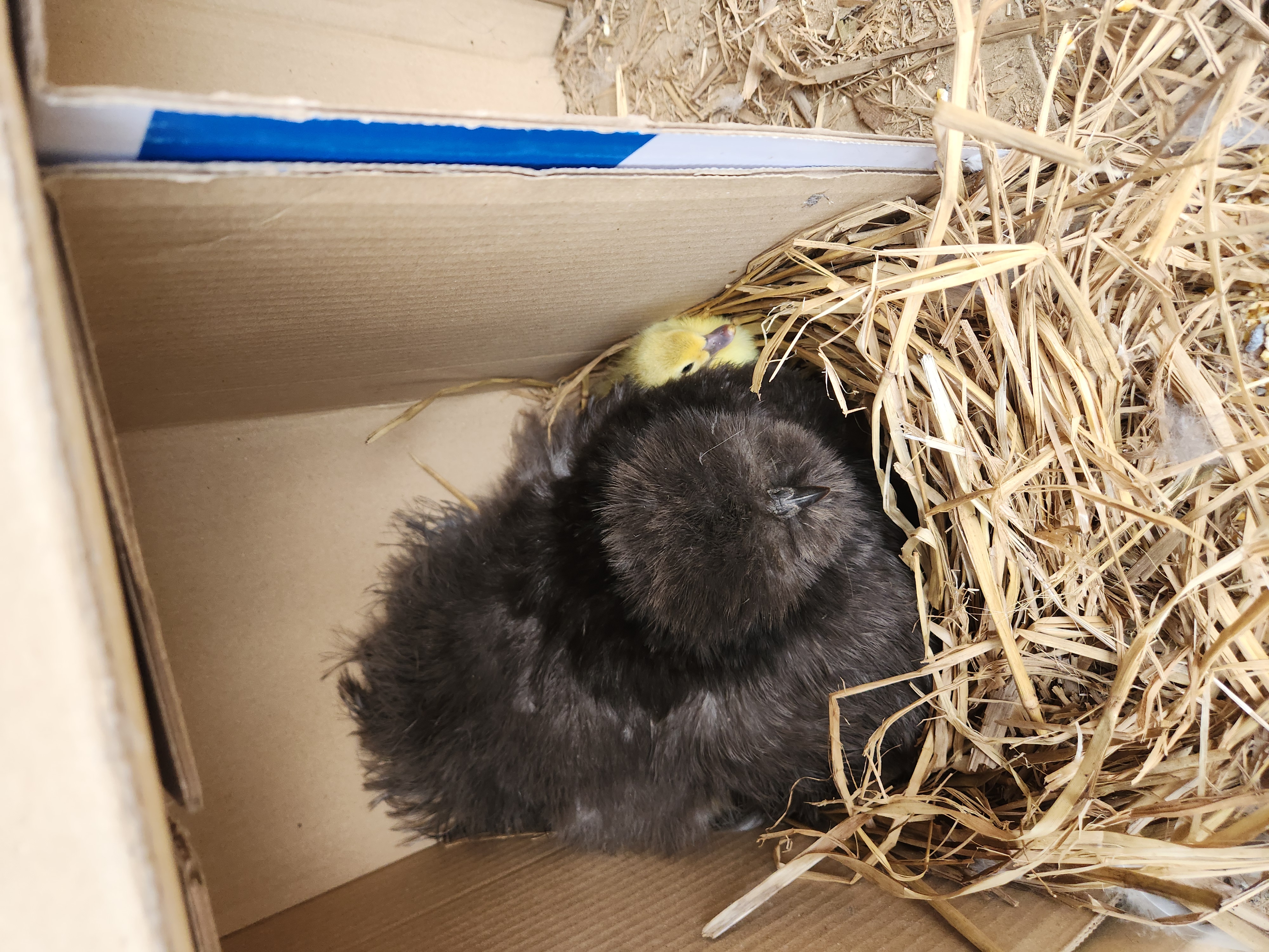 엄마닭이 품어 태어난 아기오리 성장기